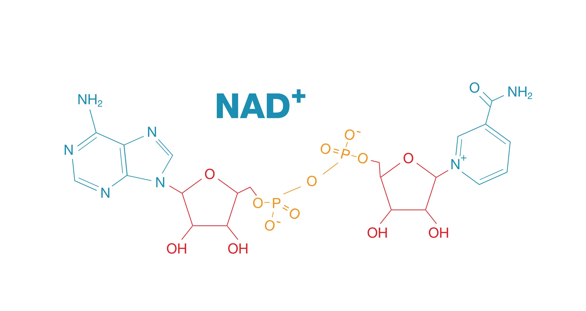 How NAD⁺ works: redox energy, sirtuin activation, DNA repair, mitochondrial function
