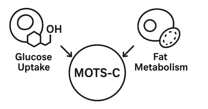 Diagram showing MOTS-C effects on metabolism and insulin sensitivity
