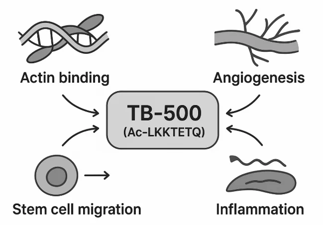 Diagram of TB-500 mechanisms: actin, VEGF, cell migration, inflammation
