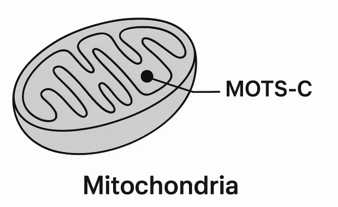 Diagram showing mitochondria as the source of MOTS-C peptide