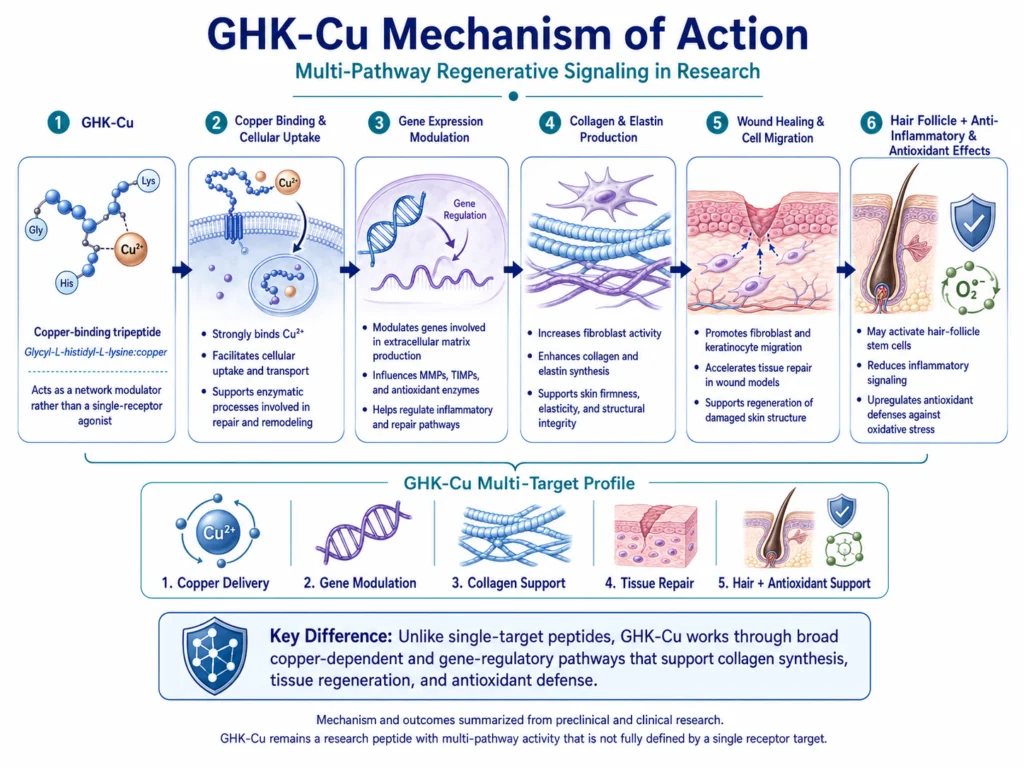 How does GHK-Cu work? Scientific infographic illustrating GHK-Cu’s proposed mechanism of action, including copper binding and cellular uptake, gene-expression modulation, increased fibroblast activity and collagen production, wound-healing support, potential hair-follicle activation, and anti-inflammatory and antioxidant effects.