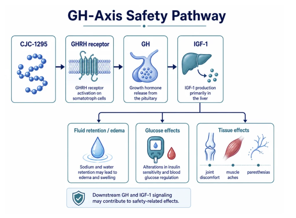 CJC-1295 safety considerations include downstream GH and IGF-1 pathway effects.
