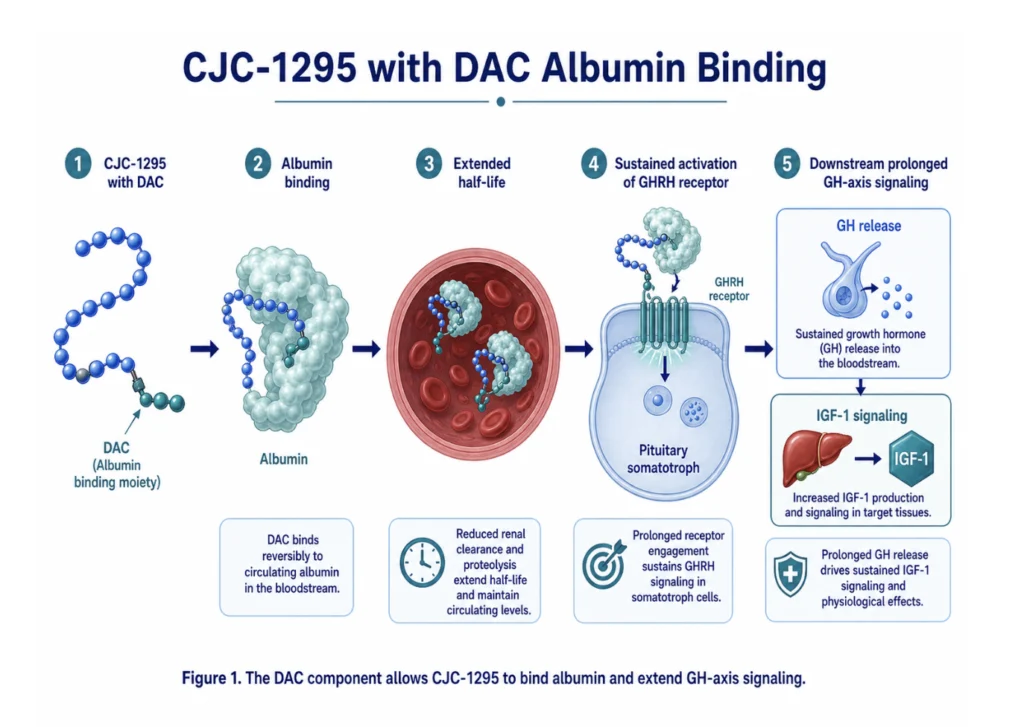 CJC-1295 with DAC binding to albumin for extended half-life