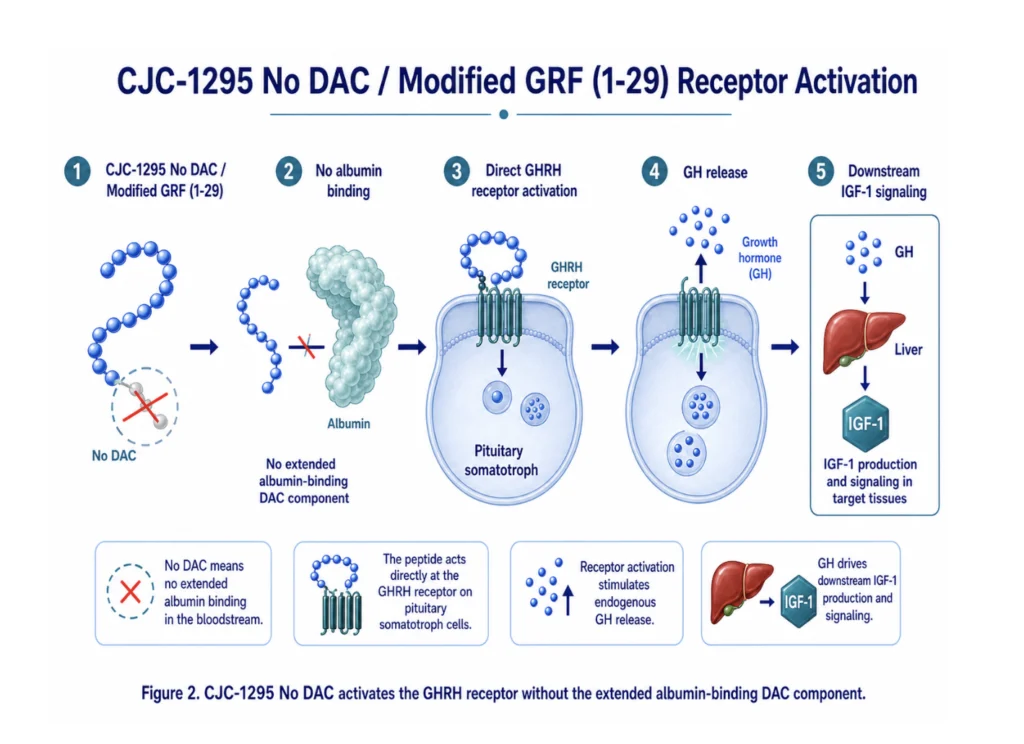 CJC-1295 No DAC mechanism showing GHRH receptor activation without albumin binding