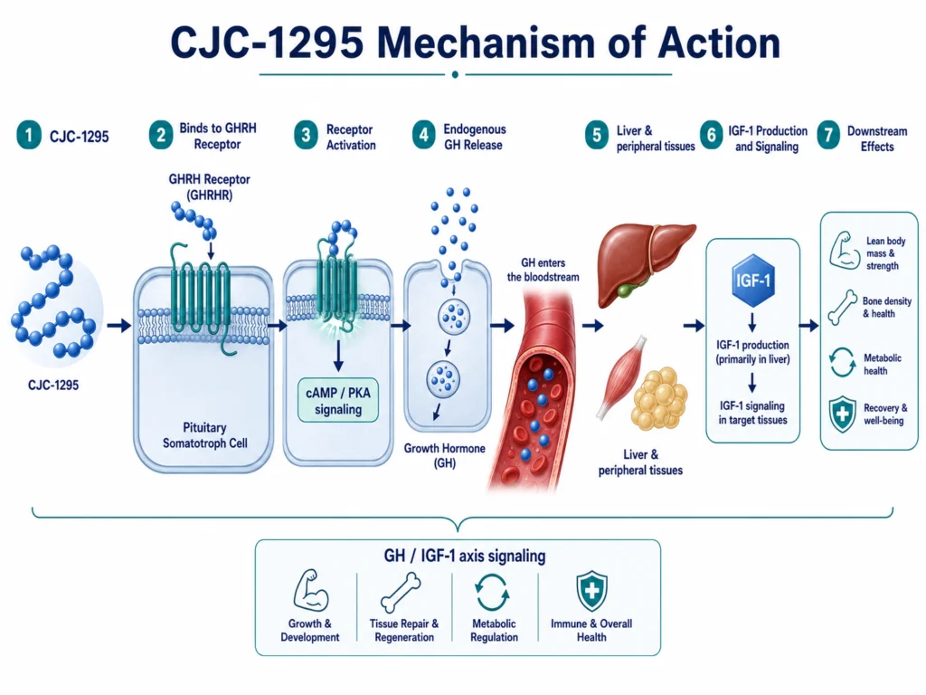 CJC-1295 mechanism of action showing GHRH receptor activation, GH release, and IGF-1 signaling.