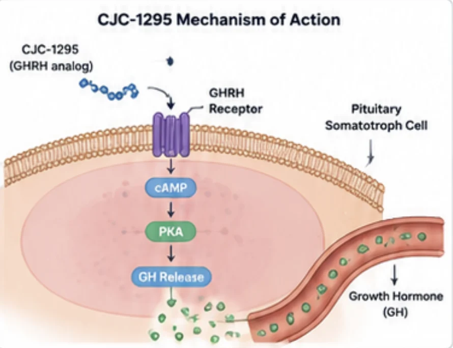 CJC-1295 benefits diagram showing GHRH receptor activation, cAMP/PKA signaling, and growth hormone release