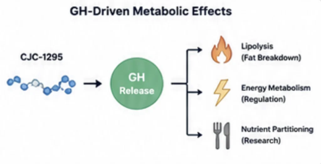 CJC-1295 benefits diagram showing GH release, lipid mobilization, energy metabolism, and nutrient partitioning.
