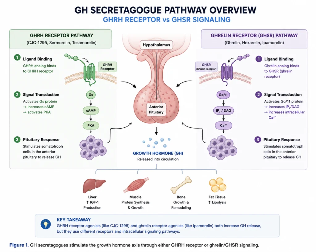 GH secretagogue pathway comparison showing GHRH receptor and ghrelin receptor signaling