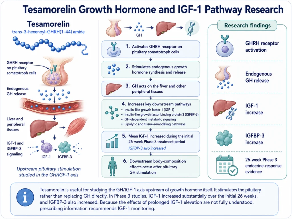Tesamorelin GH/IGF-1 pathway infographic showing GHRH receptor activation, GH release, and downstream IGF-1 signaling.